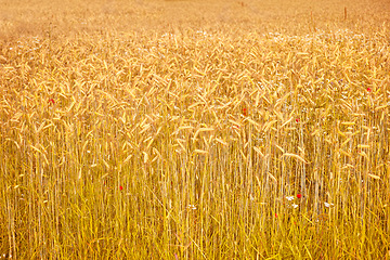 Image showing Wheat, field and farm with growth of plants, leaves or development of grain for production in agriculture. Sustainable, farming and crop of organic grass, food or outdoor in summer, nature or pasture