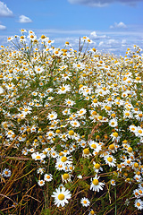 Image showing Nature, blue sky and daisy field in spring with natural landscape, morning blossom and floral bush. Growth, peace and flowers with green backyard garden, calm countryside and sustainable environment.