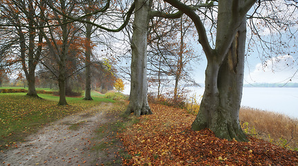 Image showing Path, landscape and forest with trees in countryside for travel, adventure and ocean with autumn in nature. Street, Trail and location in Denmark with direction, roadway or environment for tourism