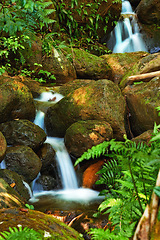 Image showing Scenic, nature and waterfall in forest, water and earth in woodland environment. Plants, spring and landscape of peaceful jungle in Puerto Rico, greenery and outdoor rural area for natural ecosystem