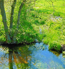 Image showing Landscape, nature and water in creek with trees, bush and environment in sunshine with green plants. Woods, river and stream with growth, sustainability and ecology for swamp, summer and countryside