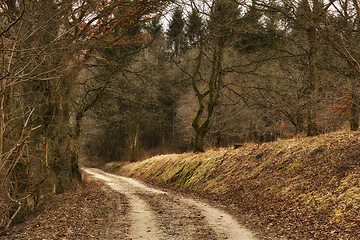 Image showing Path, landscape and forest with trees in countryside for travel, adventure and leaves with autumn in nature. Street, trail and location in Denmark with direction, roadway and environment for tourism