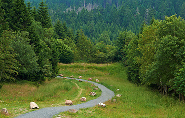 Image showing Pathway, landscape or forest with pine trees in countryside for travel, adventure or grass with rocks in nature. Street, trail or location in Africa with direction, roadway or environment for tourism
