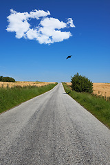 Image showing Road, landscape and grass with blue sky in countryside for travel, adventure or roadtrip with birds in nature. Street, clouds or location in Amsterdam with journey, roadway or environment for tourism