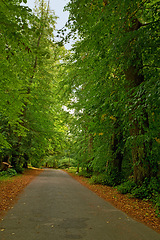 Image showing Road, landscape and forest with trees in countryside for travel, adventure and leaves with tarmac in nature. Street, trail and location in Amsterdam with direction, roadway or environment for tourism