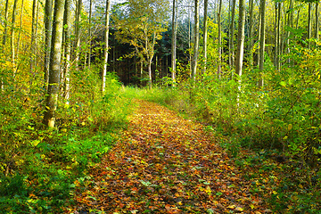 Image showing Pathway, landscape and forest for travel in nature for trekking, adventure or hiking with leaves in Hawaii. Trail, wilderness and location with pine trees, roadway or environment for holiday and trip