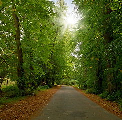 Image showing Road, landscape and woods with trees in countryside for travel, adventure and leaves with tarmac in nature. Street, forest and location in Amsterdam with direction, roadway or environment for tourism
