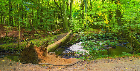 Image showing Landscape, woods and river in creek with trees, bush and environment in sunshine with green plants. Forest, water and stream with growth, sustainability and ecology for swamp, summer and countryside