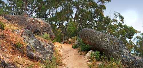 Image showing Trail, landscape and rocks with forest in nature for travel, adventure or hiking with path in South Africa. Direction, gravel road or location with plants, roadway or environment for trekking or trip