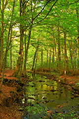 Image showing Landscape, woods and water in creek with trees, bush and environment in sunshine with green plants. Forest, river and stream with growth, sustainability and ecology for swamp, summer and countryside