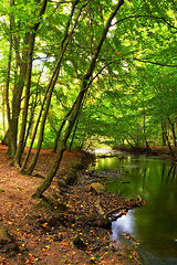 Image showing Landscape, forest and river with trees in nature for environment, ecosystem and ecology outdoors. Natural background, woods and water for scenic view, travel destination and terrain in countryside