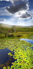 Image showing Nature, forest and lake with plants for environment, ecosystem and ecology outdoors. Natural background, landscape and aerial of water for scenic view, travel destination and terrain in countryside