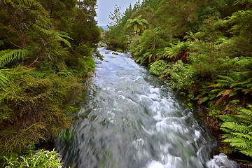 Image showing Nature, forest and river with plants for environment, ecosystem and ecology outdoors. Natural background, landscape and flowing water for scenic view, travel destination and terrain in countryside