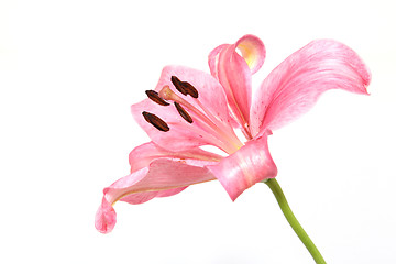 Image showing pink lily