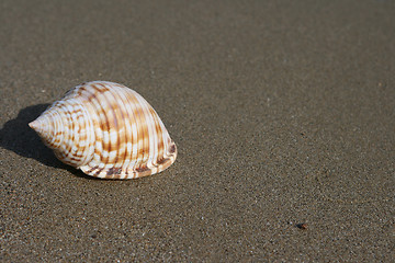 Image showing seashell with copyspace