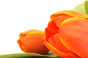 Image showing isolated tulip