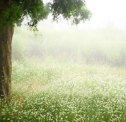 Image showing Grass, trees and forest with rain, peace and freedom in nature, tranquility or break outdoor. Jungle, storm and fog for travel, explore or earth day, sustainability and serenity or eco discovery