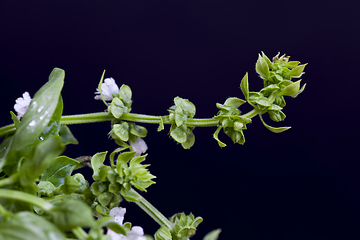 Image showing fragrant and very delicious Basil