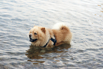 Image showing dog in sea