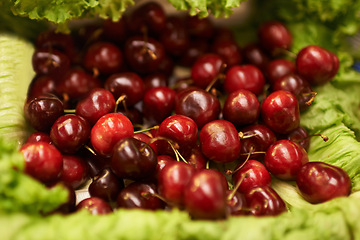 Image showing Harvest, natural and bunch of organic cherries for nutrition, health and wellness diet snack. Sustainable, supermarket and delicious fresh red fruit for vitamins on display in grocery store or shop.