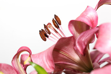 Image showing macro pink lily