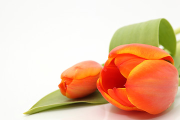 Image showing copyspace tulip