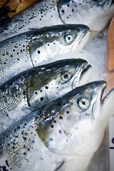 Image showing Salmon heads