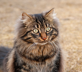 Image showing Fluffy tabby cat sits calmly outdoors on a sunny day