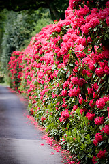 Image showing A road lined with Rhododendron