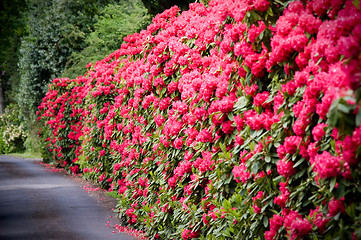 Image showing A road lined with Rhododendron