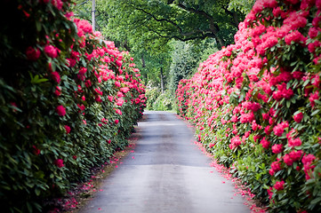 Image showing A road lined with Rhododendron