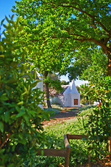 Image showing Leaves, tree and farm house in natural landscape, travel location at winery or winelands for nature outdoor. Green foliage, botanical garden and environment, vineyard and manor house in Cape Town