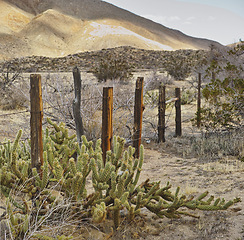 Image showing Winter, landscape or fence with flowers in snow on frozen morning for weather, climate or cold season. Desert, nature or wild plants in woods for ecosystem background, environment or natural habitat