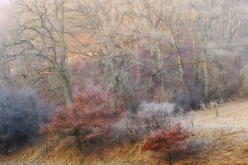 Image showing Autumn, landscape and forest with trees or winter on frozen morning for weather, climate and cold season. Denmark, nature and field in woods for ecosystem background, environment or natural habitat