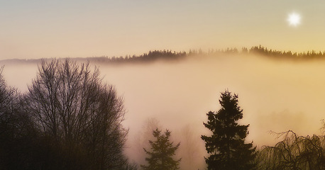 Image showing Landscape, sky or fog with trees or winter on cold morning for weather, climate or outdoor nature. Sunshine, scenery and forest mist in woods for ecosystem background, environment or natural habitat