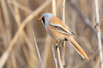 Image showing tiny and colorful male bearded reedling