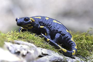 Image showing fire salamander focus stack 