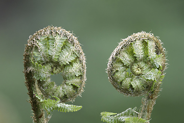 Image showing fresh young fern leaves