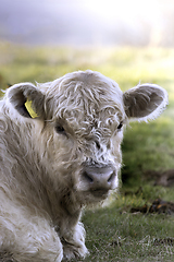 Image showing galloway calf portrait