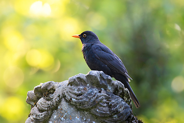 Image showing male common blackbird on top of a statue