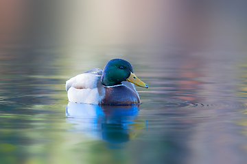 Image showing male mallard swimming on water surface