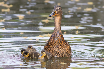 Image showing mallard hen with ducklings