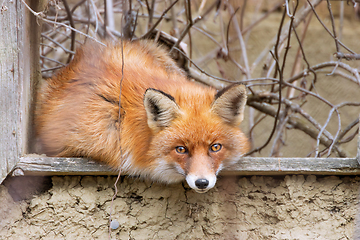 Image showing red fox by the window