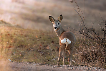 Image showing roe deer at dawn