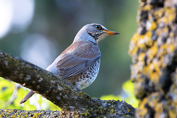 Image showing closeup of male fieldfare