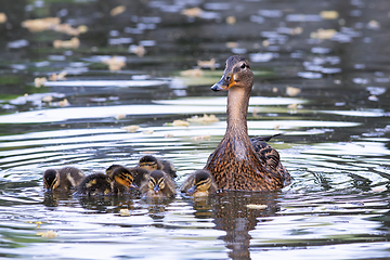 Image showing curious mallard hen with newborn chicks