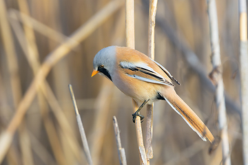 Image showing male bearded reedling in natural habitat