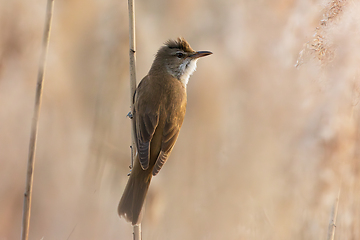 Image showing male great reed warbler