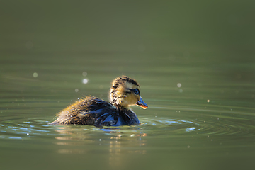 Image showing mallad duckling alone on pond