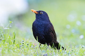 Image showing proud common blackbird in mating season